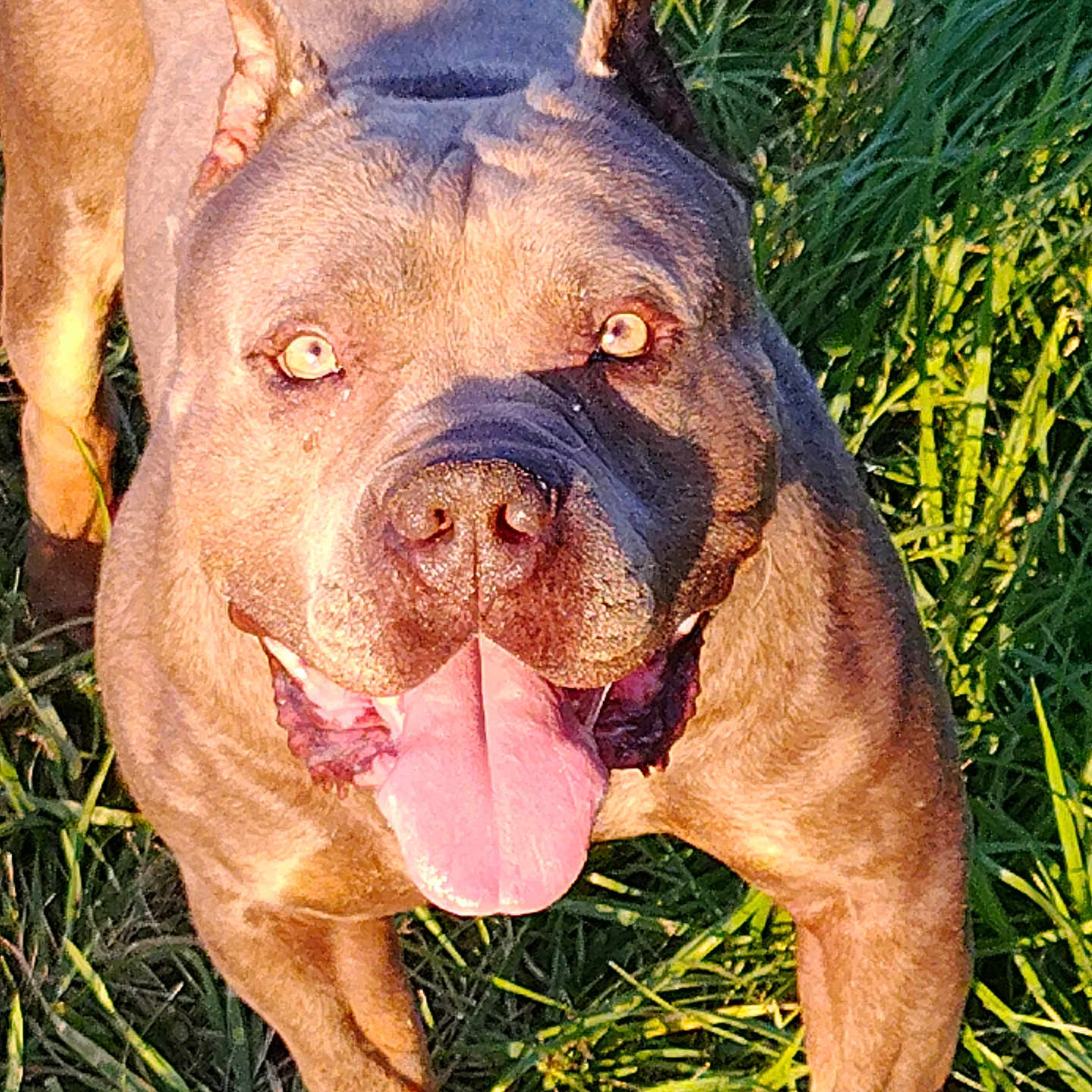 Monaco a rejoint le concours — aidez-le/la à gagner de superbes lots ! dog, canine, pet, animal, grass, outdoor, sunlight, happy, tongue_out, brown_fur, ears, face, nature, daylight, playful, closeup, summer, friendly, muzzle, eyes