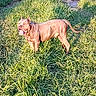 Monaco participe au concours pour gagner de l'argent avec cette photo : dog, grass, outdoor, sunlight, pet, animal, canine, tongue_out, happy, standing, nature, field, ears_cropped, tail, daytime, mammal, green, playful, summer, sunshine