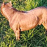 dog, grass, outdoor, sunlight, canine, animal, pet, nature, field, brown_coat, standing, side_view, muscular, daylight, mammal, fur, alone, no_face_visible, shadow, vibrant