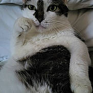 Boo Boo joined the competition — help win amazing prizes! cat, pet, animal, feline, fur, whiskers, paw, bed, pillow, relaxed, indoor, close_up, green_eyes, white_fur, black_fur, cute, domestic, looking, portrait, resting