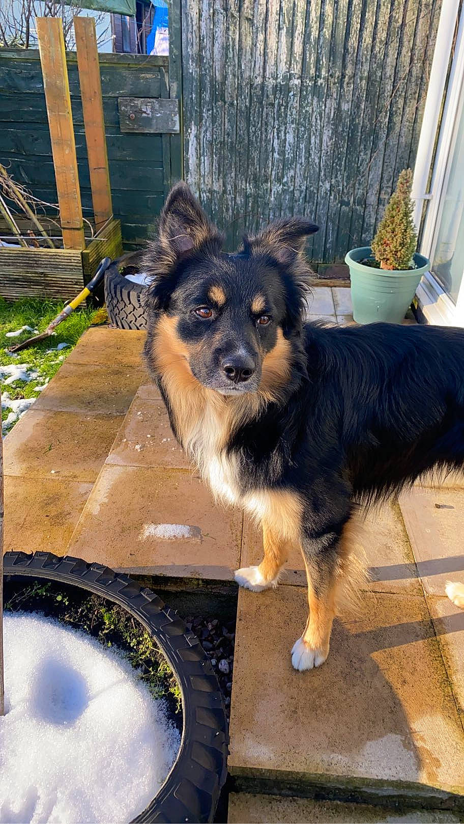 Storm joined the competition — help win amazing prizes! canidae, carnivore, companion_dog, curtain, dog, dog_breed, fence, flooring, flowerpot, fur, herding_dog, houseplant, plant, snout, sporting_group, tail, windshield, working_animal, working_dog