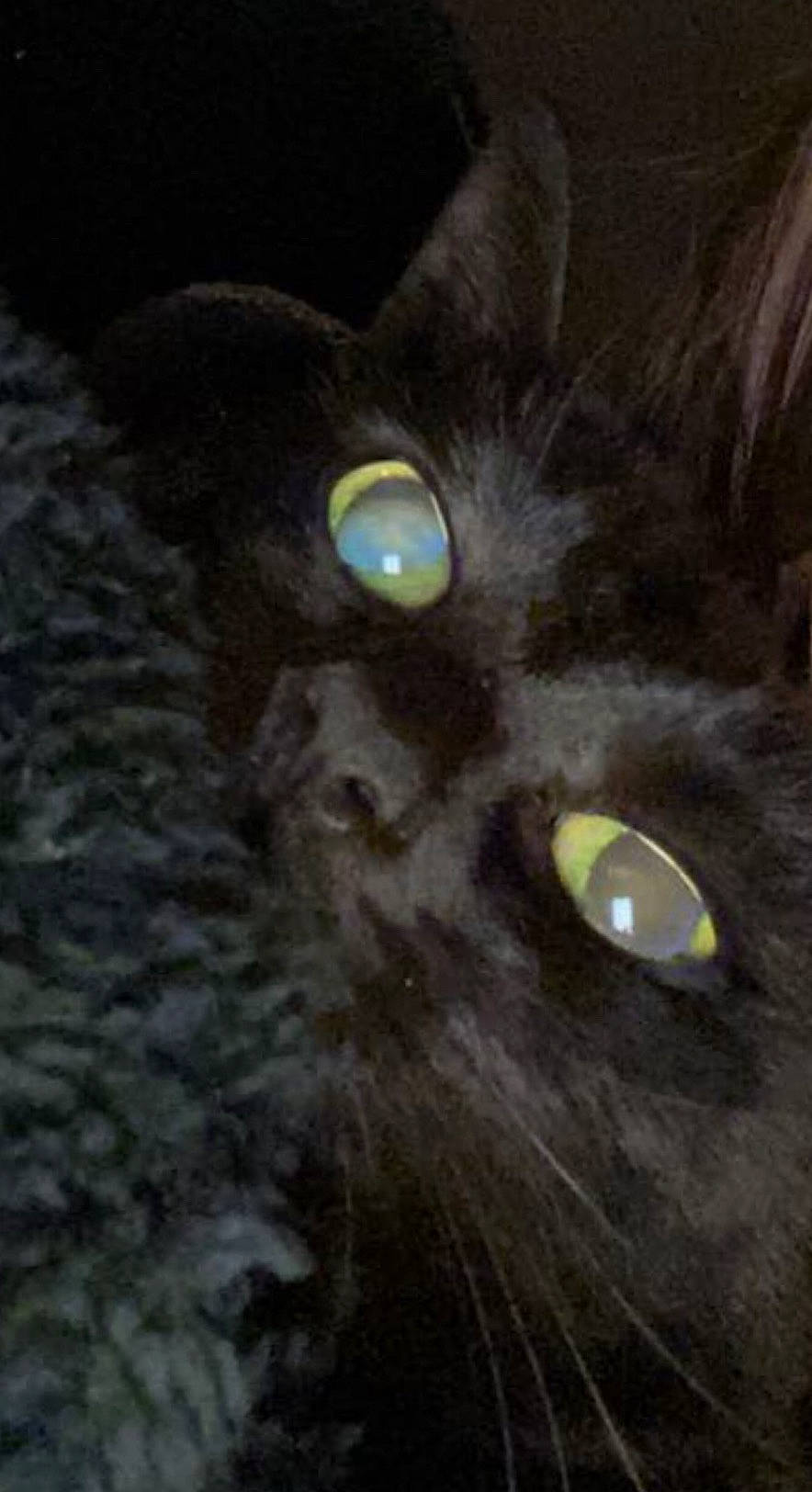 Binbag is registered to the contest to win money with this photo: art, black_cat, bombay, carnivore, cat, darkness, domestic_short_haired_cat, electric_blue, felidae, fur, illustration, iris, small_to_medium_sized_cats, snout, terrestrial_animal, whiskers