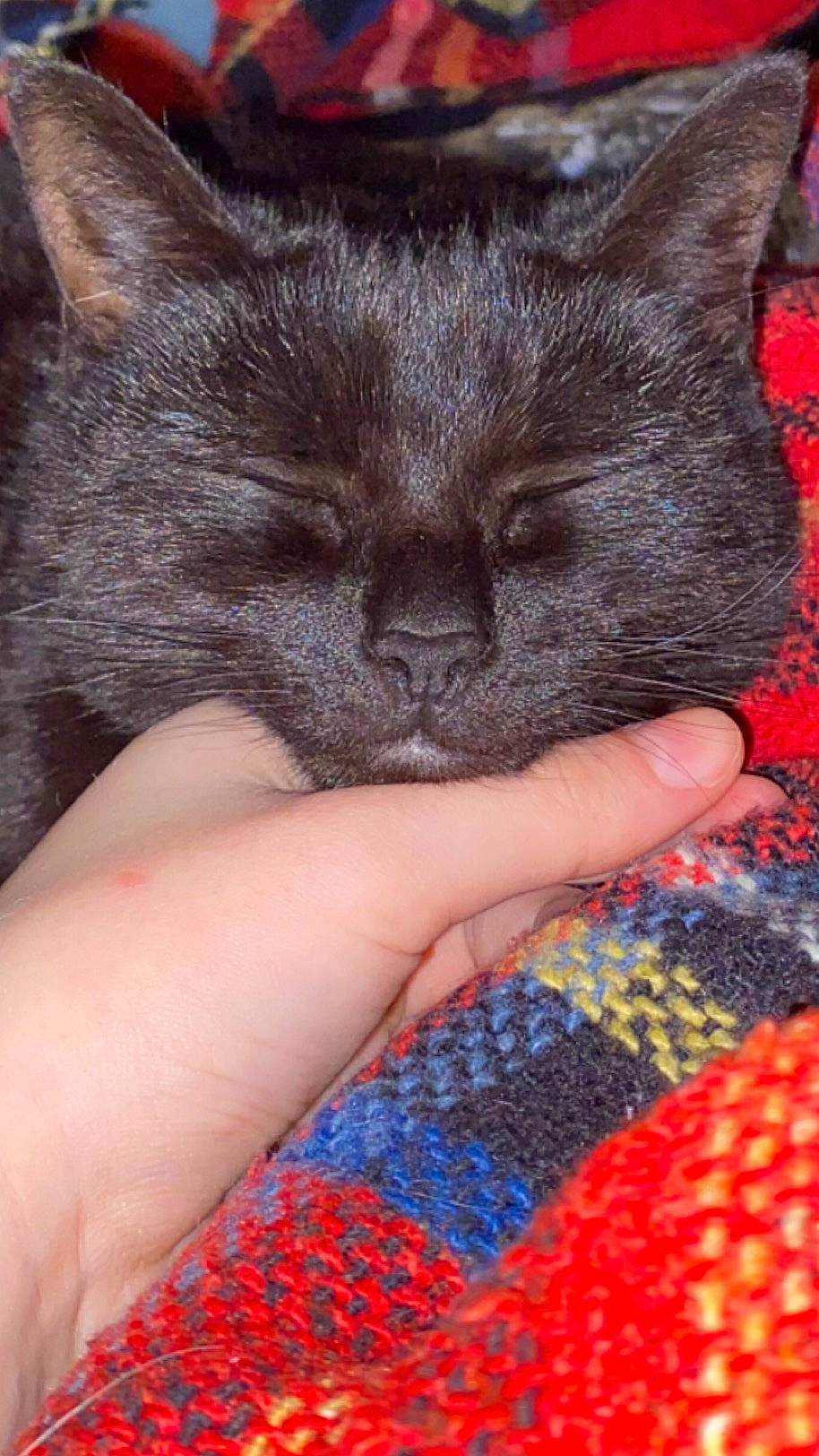 Binbag joined the competition — help win amazing prizes! black_cat, carnivore, cat, claw, comfort, domestic_short_haired_cat, electric_blue, eye, fawn, felidae, finger, foot, fur, gesture, nail, pattern, small_to_medium_sized_cats, snout, whiskers, woven_fabric