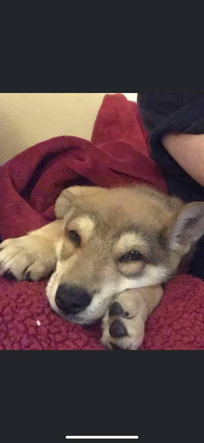 Harley is registered to the contest to win money with this photo: canidae, carnivore, comfort, companion_dog, dog, dog_breed, fawn, fur, non_sporting_group, paw, siberian_husky, sled_dog, snout, sporting_group, terrestrial_animal, whiskers, working_animal, working_dog