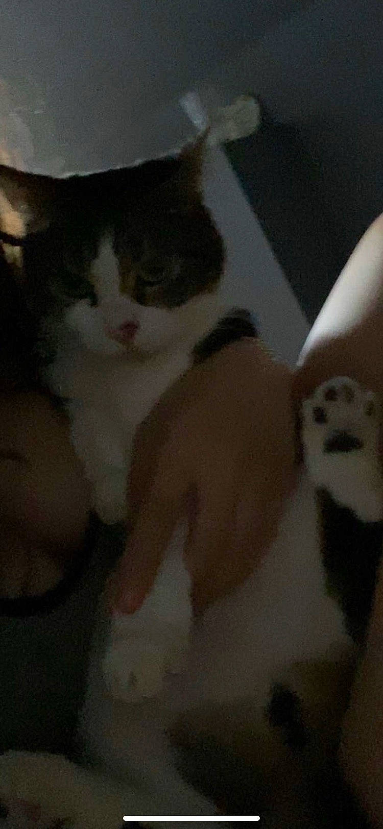 Ratbag joined the competition — help win amazing prizes! carnivore, cat, chest, claw, domestic_short_haired_cat, fawn, felidae, flooring, fur, human_body, human_leg, nose, paw, small_to_medium_sized_cats, snout, stairs, tail, trunk, whiskers