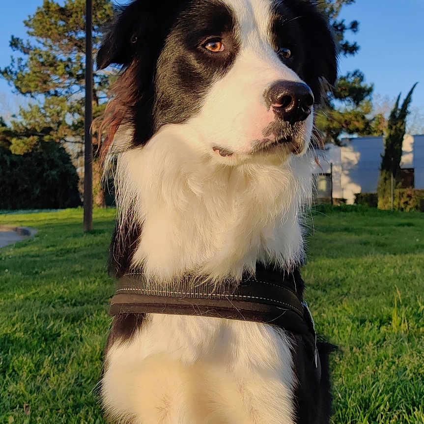 Prince a rejoint le concours — aidez-le/la à gagner de superbes lots ! accessories, advertisement, animal, canine, collar, collie, dog, grass, hound, husky, lawn, nature, outdoors, pet, plant, puppy, sky, strap, summer, tree