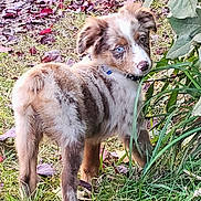 Rusty joined the competition — help win amazing prizes! puppy, dog, merle_coat, blue_eyes, collar, grass, outdoor, leaf_litter, plant, young_dog, cute, pet, fur, looking_back, nature, autumn, playful, small_animal, ears, tail