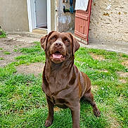 Rita participe au concours pour gagner de l'argent avec cette photo : animal, backyard, brown_fur, canine, chocolate_labrador, dog, domestic, grass, happy, labrador_retriever, nature, open_door, outdoor, pet, playful, sitting, stone_wall, sunlight, tongue_out, wooden_shutter