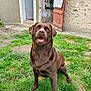 animal, backyard, brown_fur, canine, chocolate_labrador, dog, domestic, grass, happy, labrador_retriever, nature, open_door, outdoor, pet, playful, sitting, stone_wall, sunlight, tongue_out, wooden_shutter