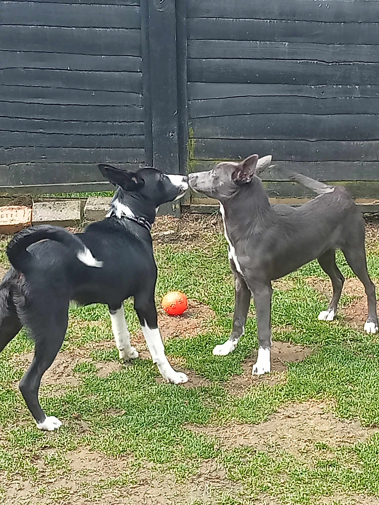 Indy And Daisy