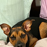 Boba Girl joined the competition — help win amazing prizes! animal, bed, blanket, canine, chair, couch, cushion, dog, face, furniture, head, homedecor, hound, indoors, person, pet, photography, portrait, puppy, sleeping