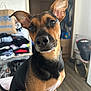 Boba Girl joined the competition — help win amazing prizes! accessories, animal, bag, beagle, boxer, bulldog, canine, chihuahua, dog, door, furniture, germanshepherd, handbag, hound, indoors, interiordesign, pet, puppy, snout, strap