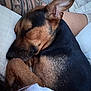 Boba Girl is registered to the contest to win money with this photo: animal, canine, couch, cushion, dog, face, furniture, head, homedecor, hound, indoors, interiordesign, person, pet, photography, portrait, puppy, skin, sleeping, tattoo