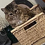 basket, cat, cozy, curled_up, decorative_plate, furry, home_interior, indoor, looking_at_camera, patterned_rug, pet, plant, rug, toy, vase, whiskers, wicker_basket, wooden_chair, wooden_floor, woven_texture