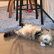 Precious is registered to the contest to win money with this photo: belly_up, cat, cat_face, chair_legs, cozy, fluffy_cat, hardwood_floor, home_interior, indoor, lying_on_back, paws_up, pet, playful, plush_rug, reflection, stool, tabby_cat, toy_mouse, whiskers, wide_eyes