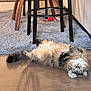 belly_up, cat, cat_face, chair_legs, cozy, fluffy_cat, hardwood_floor, home_interior, indoor, lying_on_back, paws_up, pet, playful, plush_rug, reflection, stool, tabby_cat, toy_mouse, whiskers, wide_eyes
