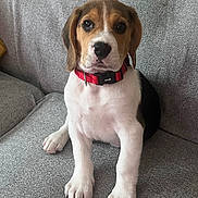 Byron participe au concours pour gagner de l'argent avec cette photo : puppy, beagle, dog, pet, collar, sitting, indoor, couch, sofa, fur, tricolor, cute, animal, young, canine, looking, ears, whiskers, nose, eyes