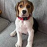 puppy, beagle, dog, pet, collar, sitting, indoor, couch, sofa, fur, tricolor, cute, animal, young, canine, looking, ears, whiskers, nose, eyes