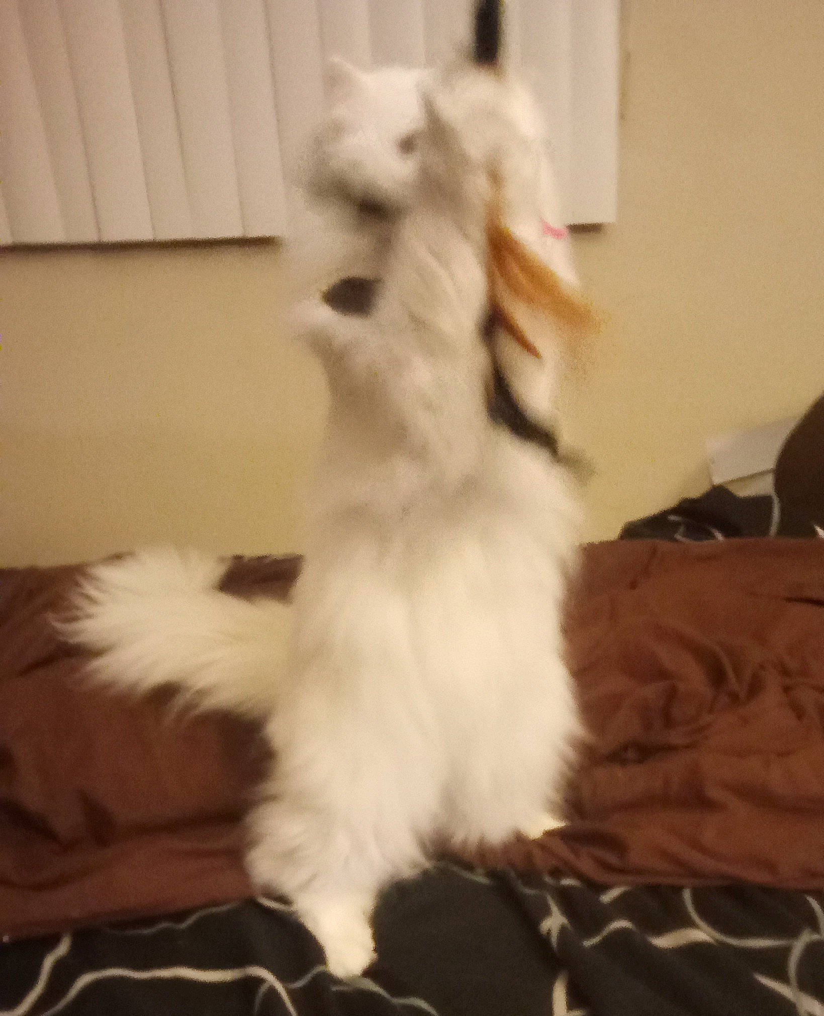 Angel is registered to the contest to win money with this photo: canidae, carnivore, cat, claw, comfort, companion_dog, dog_breed, felidae, flooring, foot, fur, hardwood, paw, ragdoll, small_to_medium_sized_cats, tail, terrestrial_animal, whiskers, wood