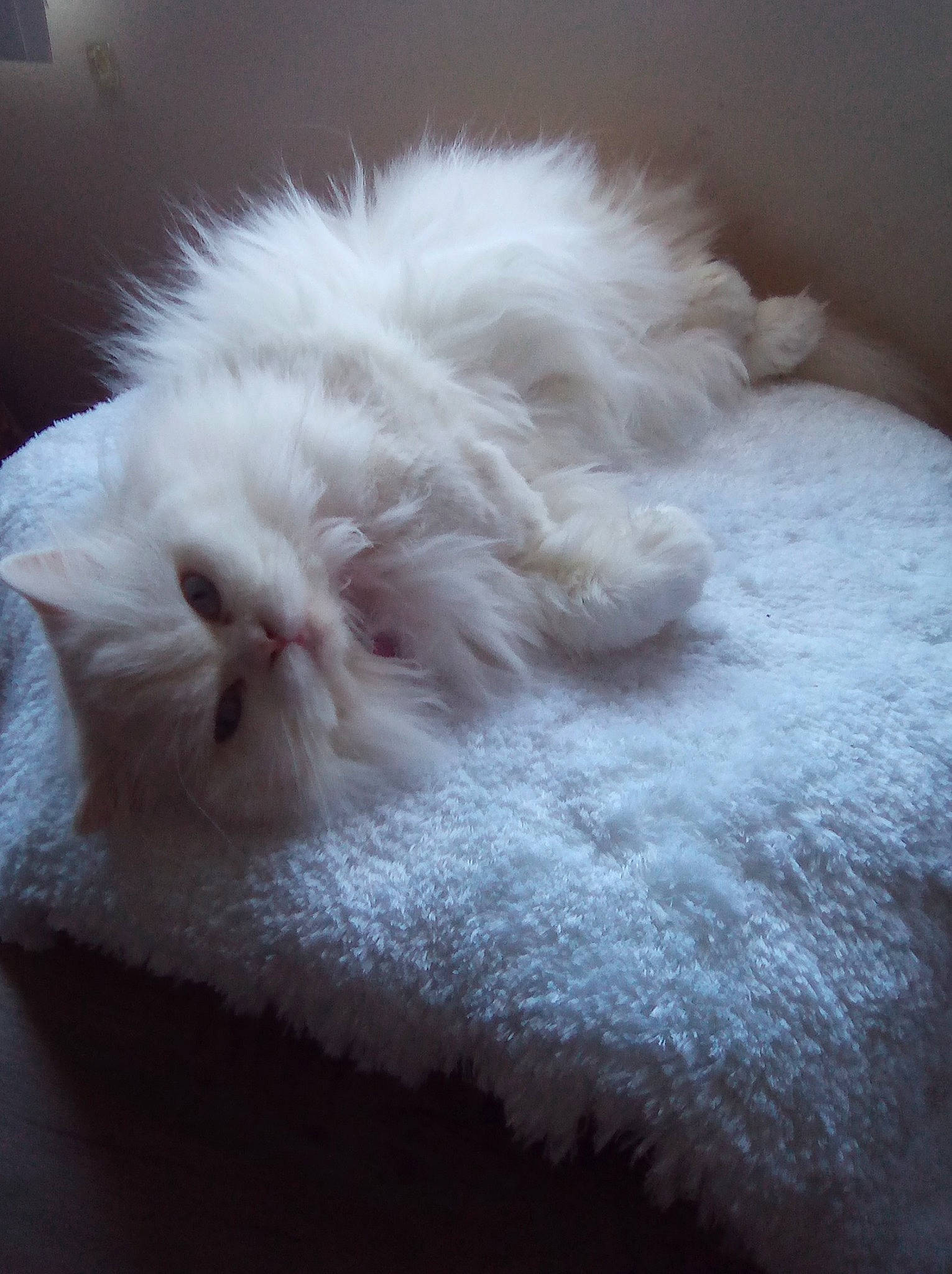 Angel is registered to the contest to win money with this photo: carnivore, cat, cat_bed, cat_supply, claw, cloud, comfort, fawn, felidae, fur, nap, paw, sleep, small_to_medium_sized_cats, snout, tail, whiskers