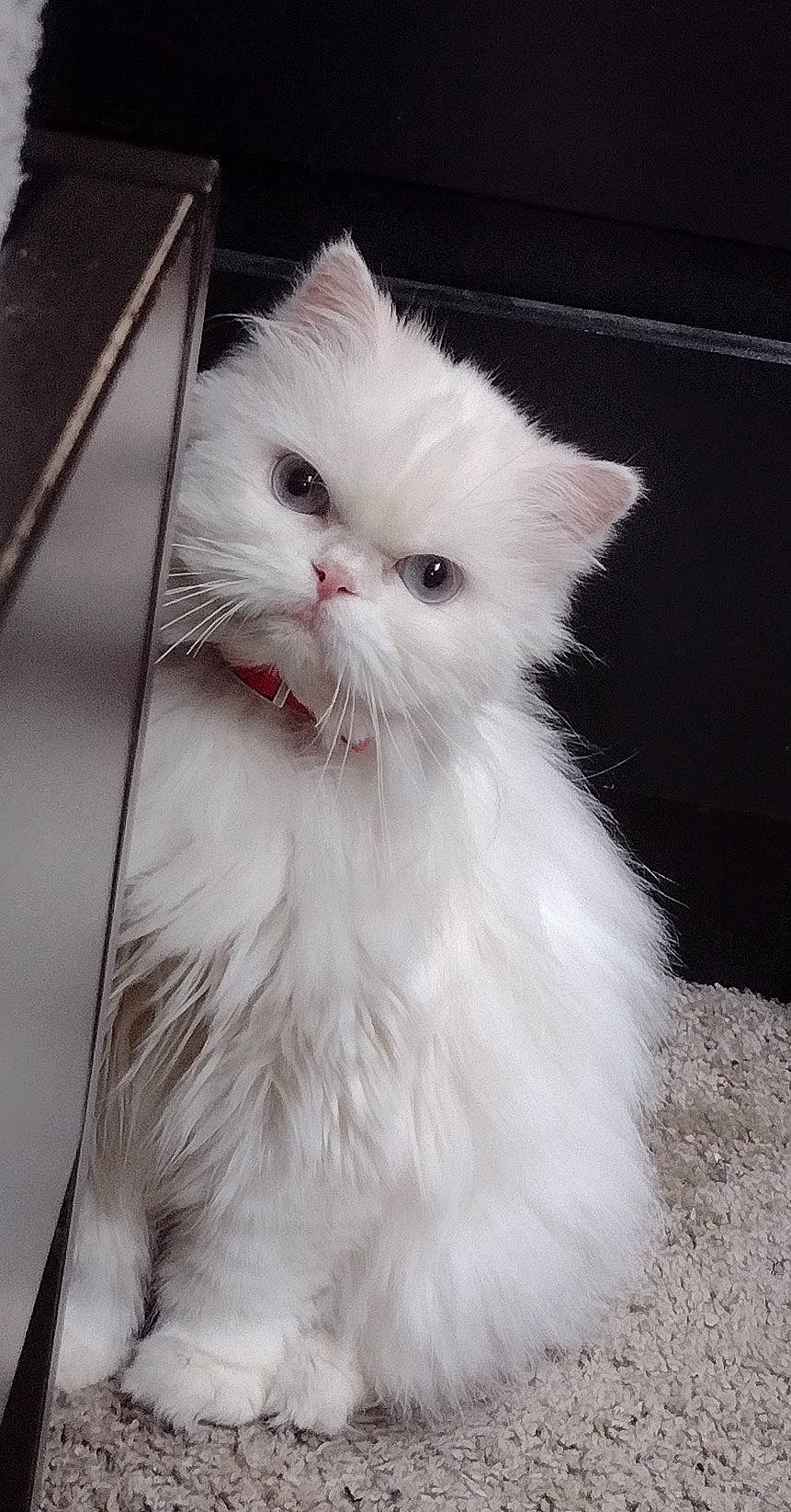 Angel joined the competition — help win amazing prizes! british_longhair, carnivore, cat, felidae, fur, persian, small_to_medium_sized_cats, snout, tail, terrestrial_animal, whiskers
