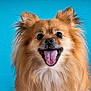 dog, pomeranian, fluffy, smiling, tongue_out, portrait, pet, canine, happy, cute, animal, fur, ears, studio, blue_background, mammal, friendly, companion, domestic_animal, closeup