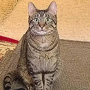 Jasper joined the competition — help win amazing prizes! alert, animal, carpet, cat, curious, cute, domestic, ears, feline, floor, fur, home, indoor, mammal, pet, sitting, striped, tabby_cat, tail, whiskers