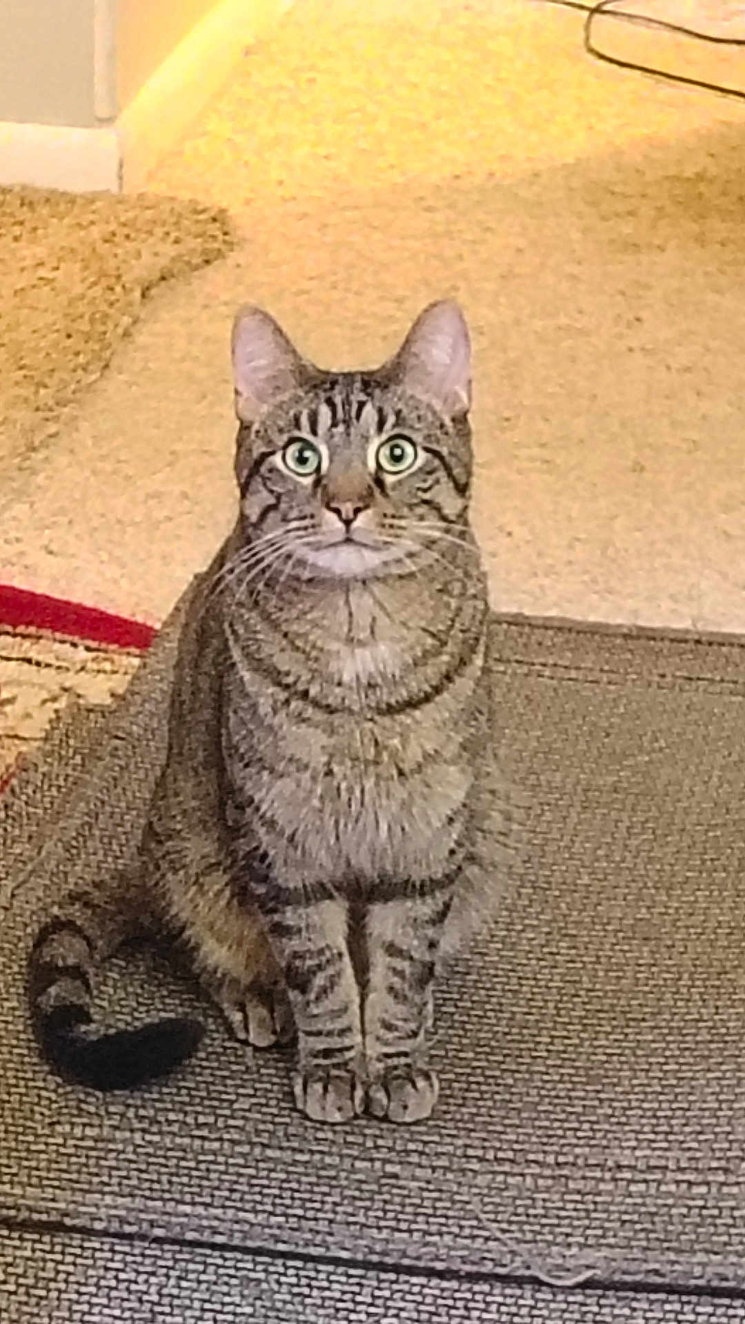 Jasper joined the competition — help win amazing prizes! alert, animal, carpet, cat, curious, cute, domestic, ears, feline, floor, fur, home, indoor, mammal, pet, sitting, striped, tabby_cat, tail, whiskers
