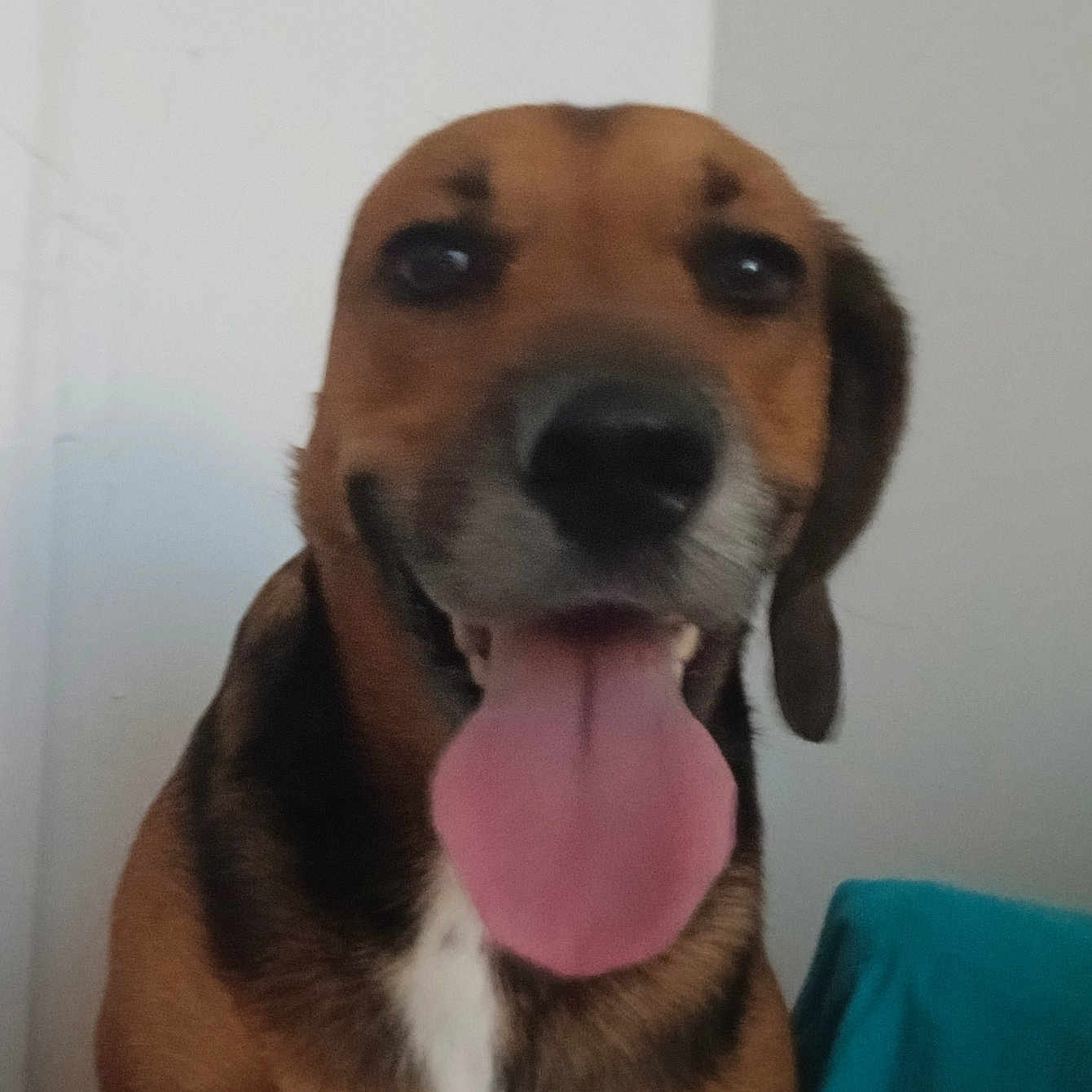 Meshach joined the competition — help win amazing prizes! animal, black_fur, brown_fur, canine, closeup, companion, cute, dog, domestic_animal, ears, face, friendly, happy, indoor, pet, portrait, sitting, smiling, tongue_out, white_chest