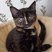 Winnie is registered to the contest to win money with this photo: kitten, cat, tortoiseshell, pet, animal, cute, feline, fluffy_bed, indoor, portrait, young, small, whiskers, ears, tail, curious, sitting, soft, cozy, domestic