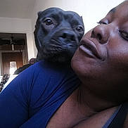 Osiris a rejoint le concours — aidez-le/la à gagner de superbes lots ! american_pit_bull_terrier, canidae, carnivore, companion_dog, dog, dog_breed, face, fawn, guard_dog, head, non_sporting_group, nose, pit_bull, puppy, selfie, skin, snout, sporting_group, staffordshire_bull_terrier, wrinkle