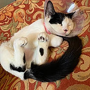 Cruella is registered to the contest to win money with this photo: cat, kitten, sleeping, cone, e_collar, pet, paw, tail, pink_nose, black_and_white, couch, patterned_fabric, indoor, domestic_animal, fur, cute, relaxed, collar, closeup, pillow