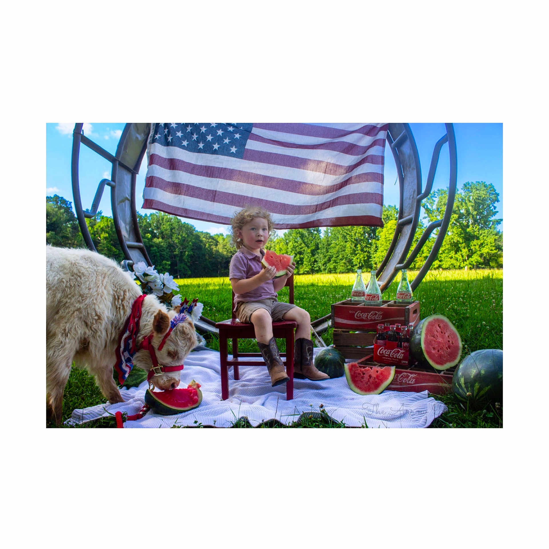 Ryder is registered to the contest to win money with this photo: child, calf, watermelon, american_flag, outdoor, grass, crate, coca_cola, bottle, picnic, chair, cow, sunny, summer, boots, nature, daytime, rural, patriotic, field