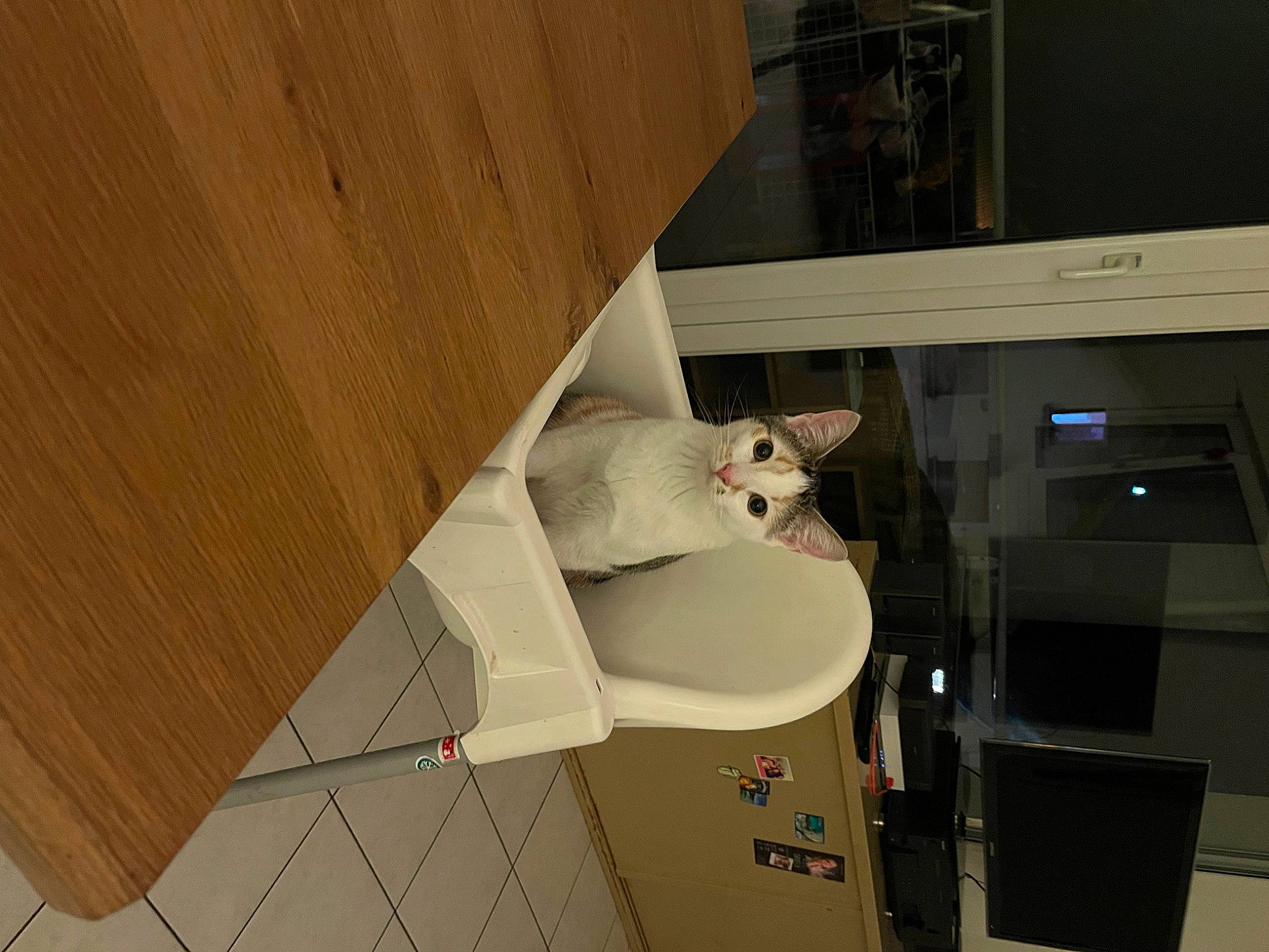 Alia participe au concours pour gagner de l'argent avec cette photo : cardboard, carnivore, carton, cat, comfort, felidae, flooring, hardwood, machine, packaging_and_labeling, packing_materials, paper, paper_product, plywood, room, small_to_medium_sized_cats, varnish, whiskers, wood, wood_stain