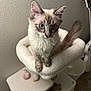 Pearl joined the competition — help win amazing prizes! cat, feline, pet, blue_eyes, fluffy, cat_tree, indoor, toy, guitar, curious, whiskers, ears, tail, fur, home, cozy, animal, cute, looking, perched