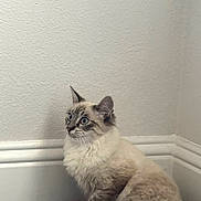 Pearl joined the competition — help win amazing prizes! cat, fluffy, blue_eyes, corner, carpet, indoor, pet, animal, feline, sitting, curious, whiskers, ears, tail, domestic, fur, quiet, calm, home, looking