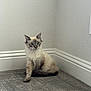 Pearl is registered to the contest to win money with this photo: cat, blue_eyes, fluffy, sitting, indoor, corner, carpet, wall, baseboard, curious, pet, feline, young_cat, domestic_animal, fur, quiet, alone, resting, animal, cute