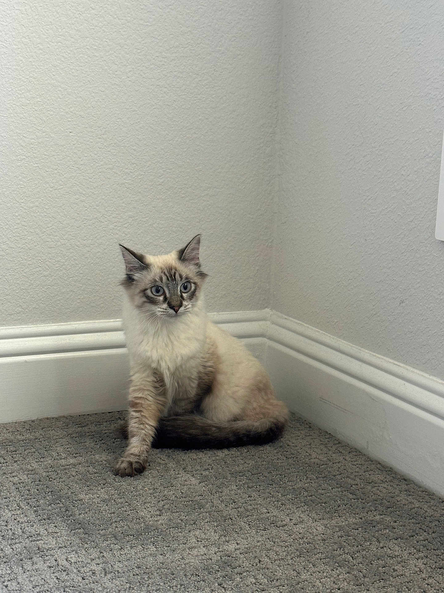 Pearl is registered to the contest to win money with this photo: cat, blue_eyes, fluffy, sitting, indoor, corner, carpet, wall, baseboard, curious, pet, feline, young_cat, domestic_animal, fur, quiet, alone, resting, animal, cute