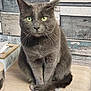 cat, gray_cat, green_eyes, feline, pet, domestic_animal, sitting, wooden_surface, tail, whiskers, fur, indoor, close_up, portrait, cute, animal, house_pet, looking_at_camera, furry, tabby
