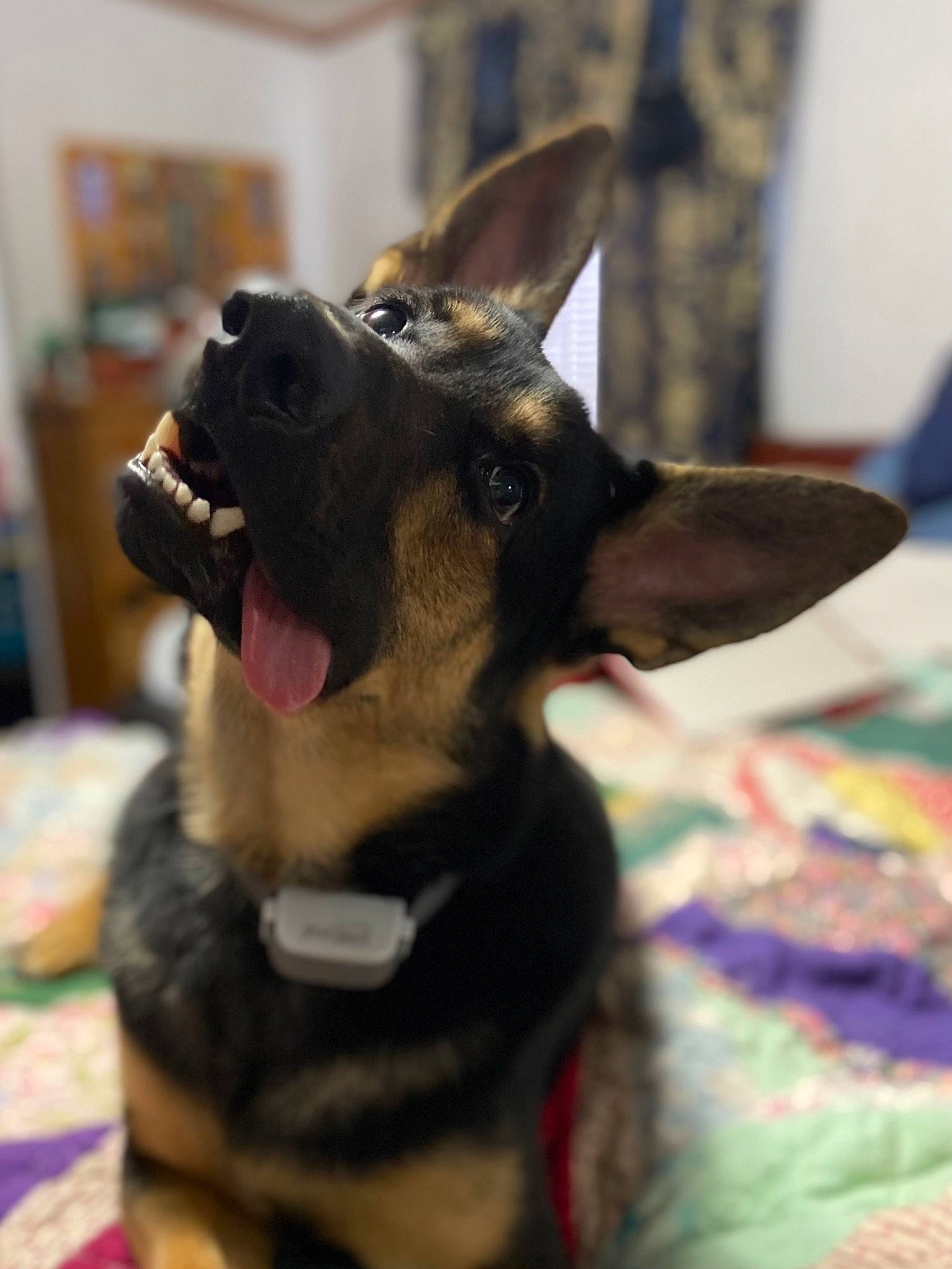 Jetrho is registered to the contest to win money with this photo: canidae, carnivore, collar, companion_dog, dog, dog_breed, dog_collar, dog_supply, ear, fawn, fur, guard_dog, jaw, paw, pet_supply, snout, sporting_group, whiskers, working_animal, working_dog