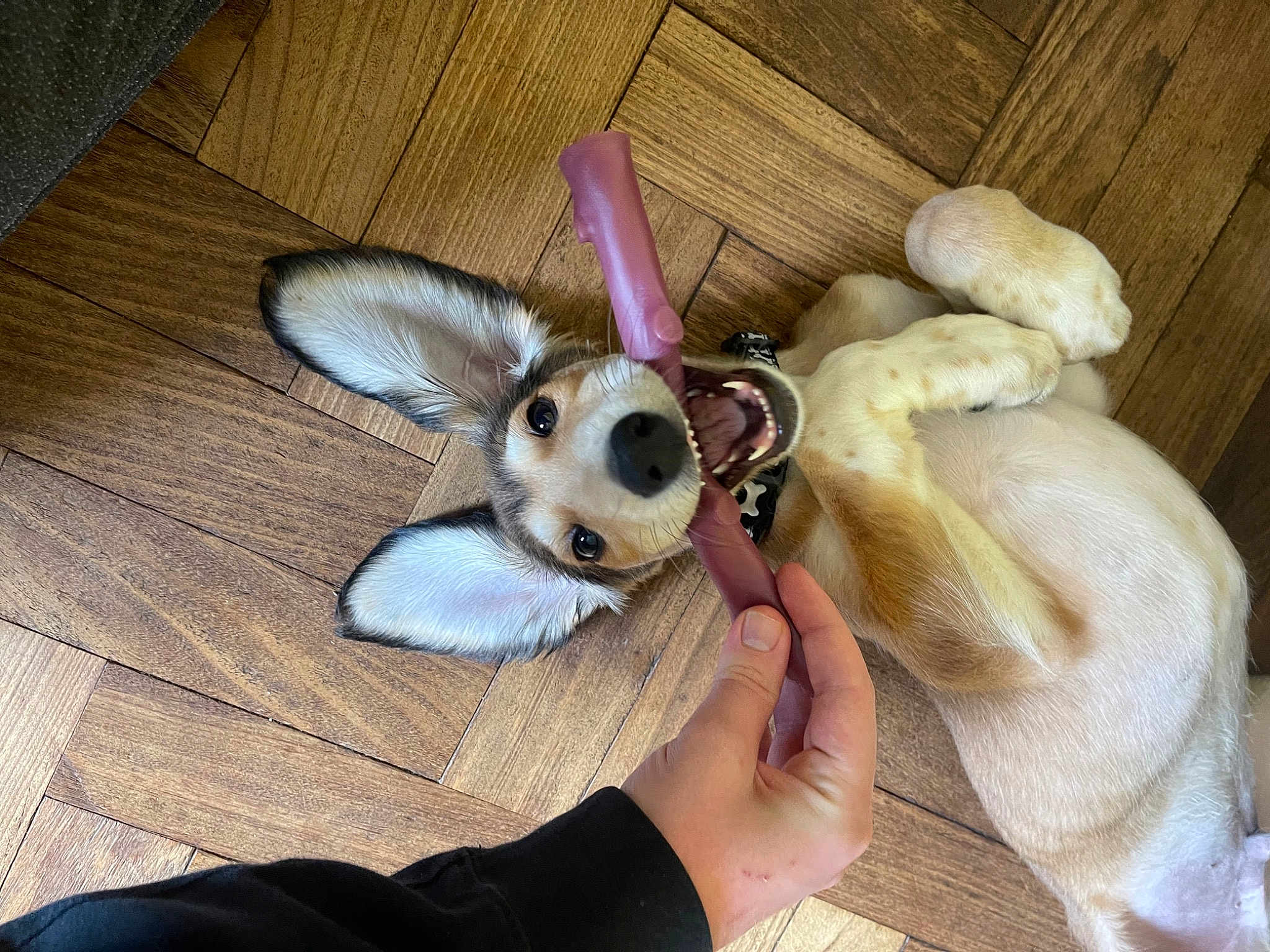 Oscar