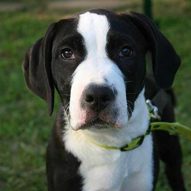 Kirby joined the competition — help win amazing prizes! dog, puppy, black_and_white, collar, pet, animal, outdoor, grass, cute, portrait, canine, young, leash, fur, ears, snout, eyes, nature, mammal, domestic_animal