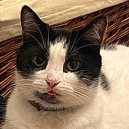 Batman is registered to the contest to win money with this photo: animal, basket, black_and_white, cat, close_up, collar, cozy, cute, domestic_cat, ears, feline, fur, indoor, nose, pet, portrait, relaxed, tongue, whiskers, woven