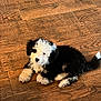 puppy, dog, black_and_white, curly_fur, floor, wooden_floor, pet, young_dog, cute, lying_down, indoor, animal, fur, small_dog, adorable, looking_at_camera, companion, domestic_animal, curious, relaxed