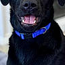 Ozzy joined the competition — help win amazing prizes! alert, animal, black_dog, blue_collar, canine, close_up, collar, companion, dog, domestic_animal, ears, expression, eyes, fur, indoor, looking_at_camera, mouth_open, pet, portrait, snout