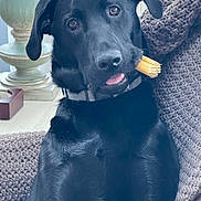 Ozzy is registered to the contest to win money with this photo: animal, black_dog, blanket, chew_stick, collar, companion, cozy, cute, dog, ears, expression, fur, indoor, knitted_blanket, lamp, mouth, pet, portrait, sitting, window_blinds