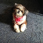 Beejay is registered to the contest to win money with this photo: dog, bandana, carpet, indoor, pet, toy, fluffy, cute, small_dog, looking_up, fur, animal, domestic_animal, brown, white, black, paw, sitting, playful, companion