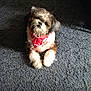 dog, bandana, carpet, indoor, pet, toy, fluffy, cute, small_dog, looking_up, fur, animal, domestic_animal, brown, white, black, paw, sitting, playful, companion