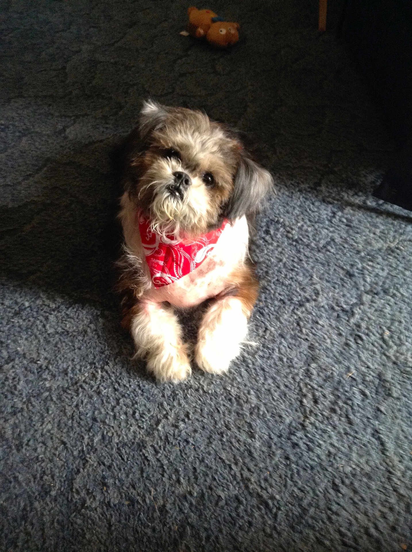 Beejay is registered to the contest to win money with this photo: dog, bandana, carpet, indoor, pet, toy, fluffy, cute, small_dog, looking_up, fur, animal, domestic_animal, brown, white, black, paw, sitting, playful, companion