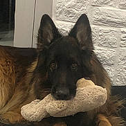 Oslo a rejoint le concours — aidez-le/la à gagner de superbes lots ! dog, german_shepherd, plush_toy, indoor, pet, animal, lying_down, fur, ears, muzzle, brown, black, floor, toy, calm, looking, close_up, home, domestic, resting